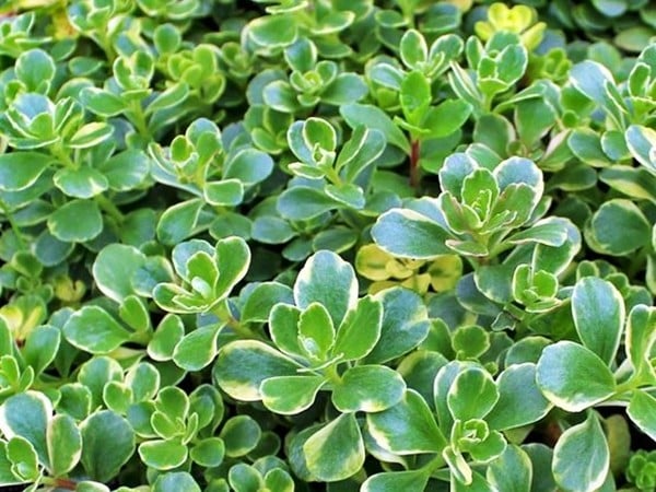 rozchodnik kamczacki bicolour