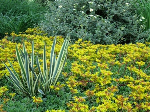 rozchodnik kamczacki bicolour