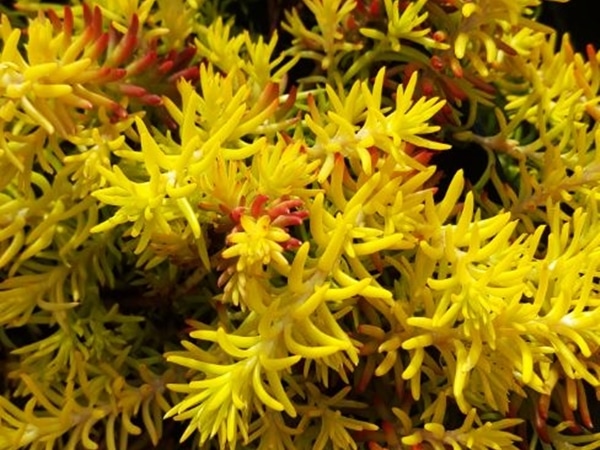 rozchodnik ościsty aureus