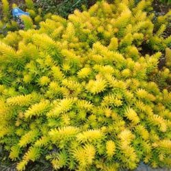 rozchodnik ościsty aureus