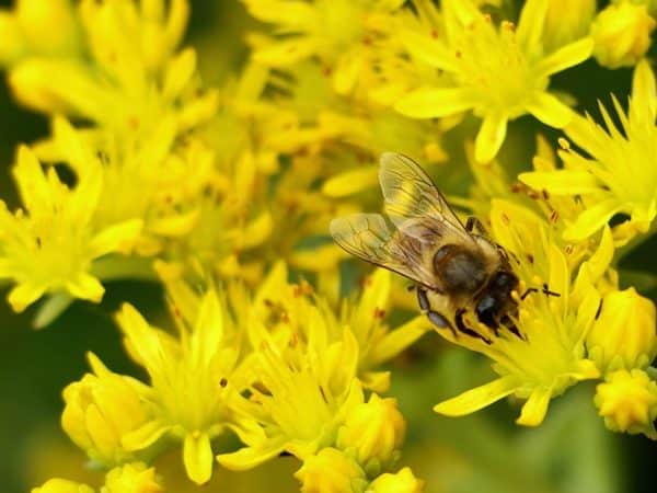 rozchodnik ościsty aureus