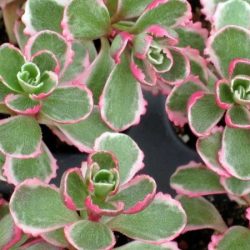 rozchodnik kaukaski tricolor