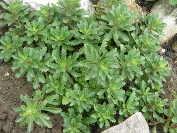 Rozchodnik kamczacki odm. amurska - sadzonki