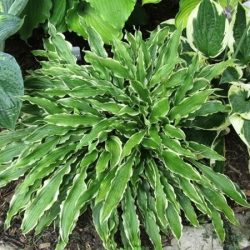 hosta funkia stiletto