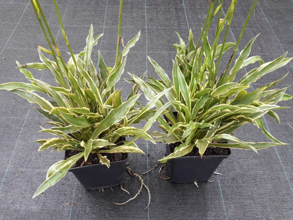 Funkia Hosta STILETTO - sadzonki w doniczkach P11