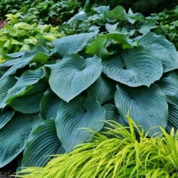 hosta funkia blue angel