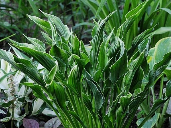 B118-hosta-praying-hands-1 Funkia (Hosta) PRAYING HANDS - sadzonki