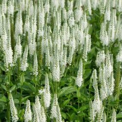 Przetacznik długolistny FIRST LADY - sadzonki