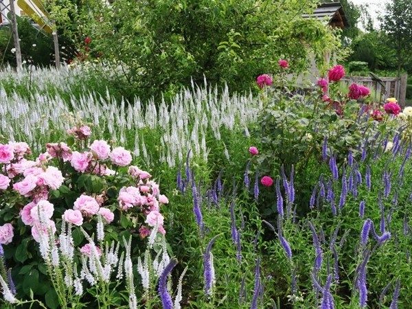 Przetacznik długolistny FIRST LADY - sadzonki