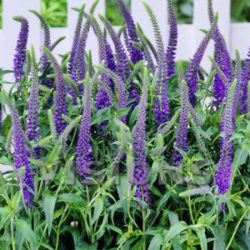 Przetacznik długolistny FIRST GLORY - sadzonki