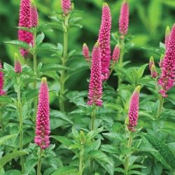 Przetacznik długolistny FIRST LOVE - sadzonki