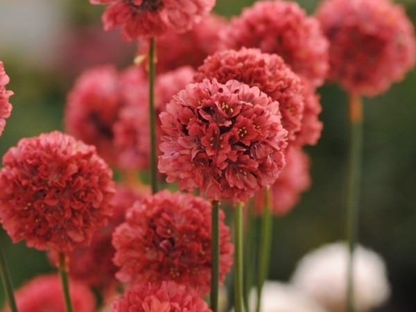 Zawciąg szerokolistny BALLERINA RED - sadzonki