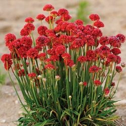 Zawciąg szerokolistny BALLERINA RED - sadzonki