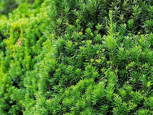 cis pospolity hillii