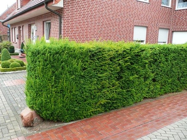 cis pospolity hillii