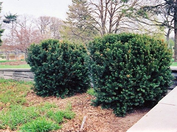 cis pospolity hillii