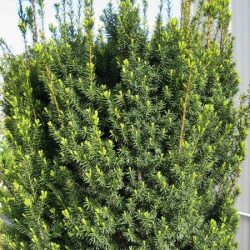 cis pospolity hillii