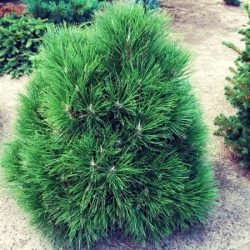 sosna czarna spielberg