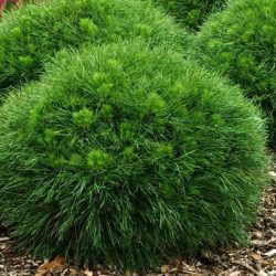 sosna kosodrzewina varella