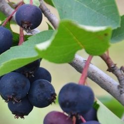 świdośliwa olcholistna northline