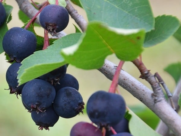 świdośliwa olcholistna northline