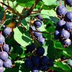 świdośliwa olcholistna honeywood