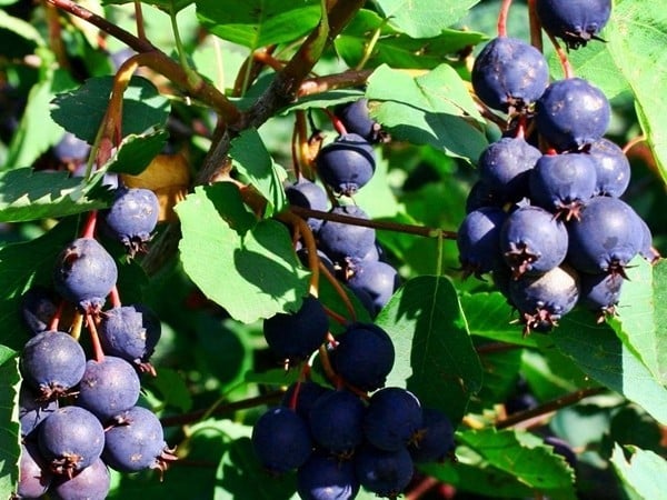 świdośliwa olcholistna honeywood