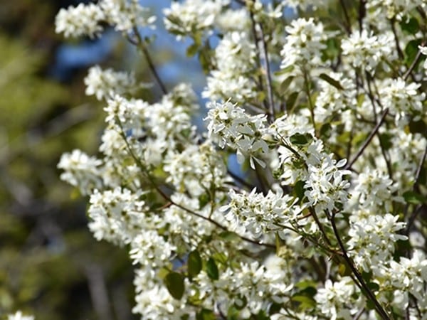 świdośliwa olcholistna smoky