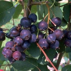 świdośliwa olcholistna smoky