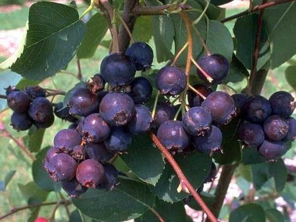 świdośliwa olcholistna smoky