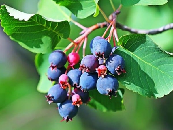 świdośliwa olcholistna martin