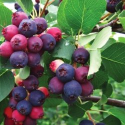 świdośliwa olcholistna martin