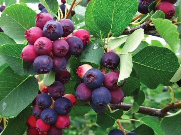 świdośliwa olcholistna martin