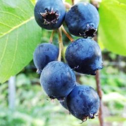 świdośliwa olcholistna thiessen