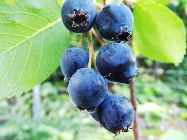 świdośliwa olcholistna thiessen