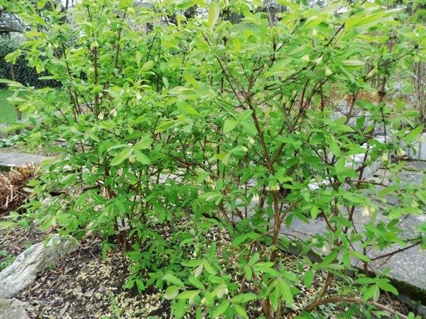 jagoda kamczacka aurora