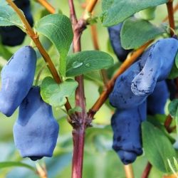 jagoda kamczacka aurora