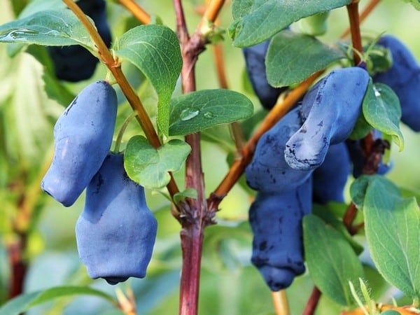 L200-jagoda-kamczacka-aurora-7 jagoda kamczacka aurora