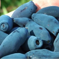 jagoda kamczacka vostorg