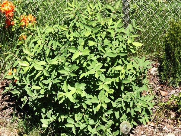 jagoda kamczacka indigo gem