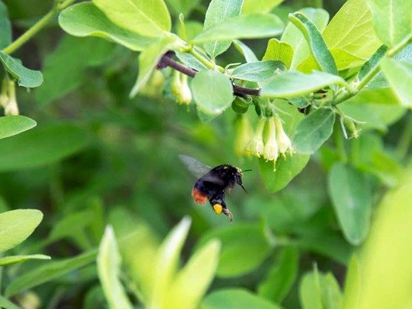 jagoda kamczacka indigo gem