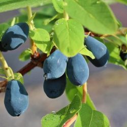 jagoda kamczacka indigo gem