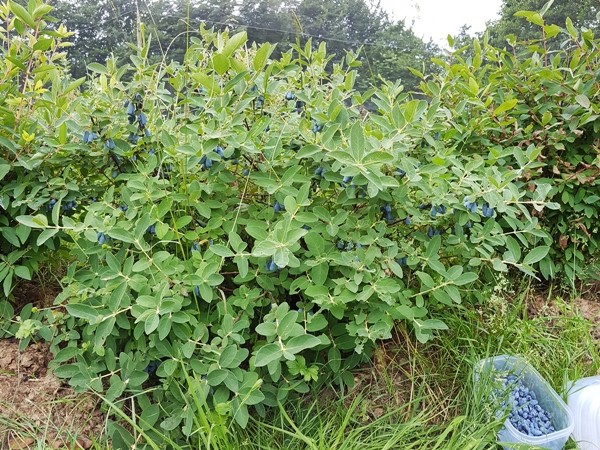 L205-jagoda-kamczacka-sinoglaska-2 jagoda kamczacka sinoglaska