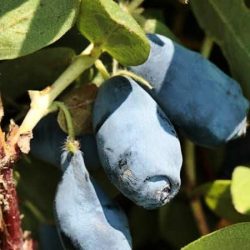 jagoda kamczacka wojtek