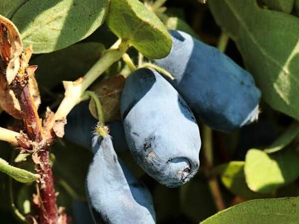 L206-jagoda-kamczacka-wojtek-7 jagoda kamczacka wojtek