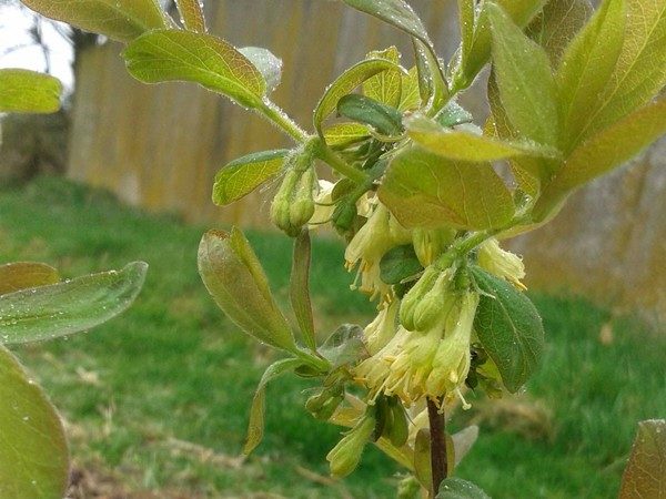 jagoda kamczacka jugana