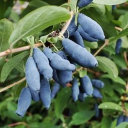 jagoda kamczacka jugana