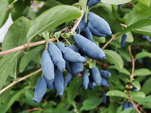 jagoda kamczacka jugana