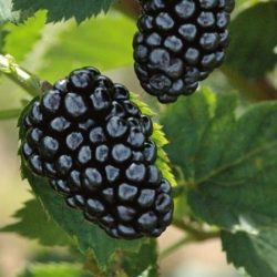 jeżyna bezkolcowa arapaho