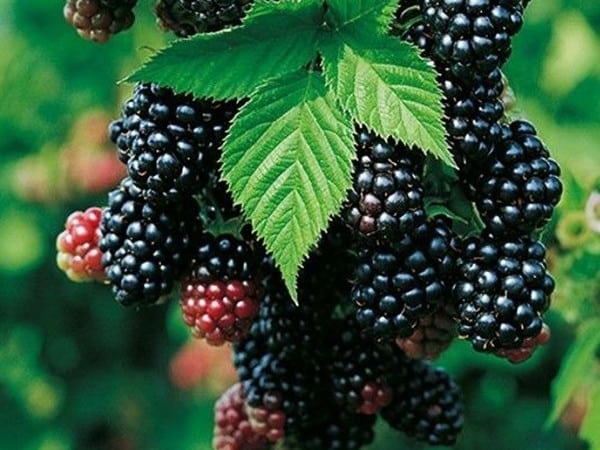 L210-jezyna-chester-1 jeżyna bezkolcowa chester